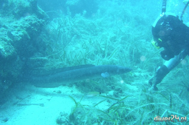 Wyprawa nurkowa na VIS - Diver24 - Chorwacja